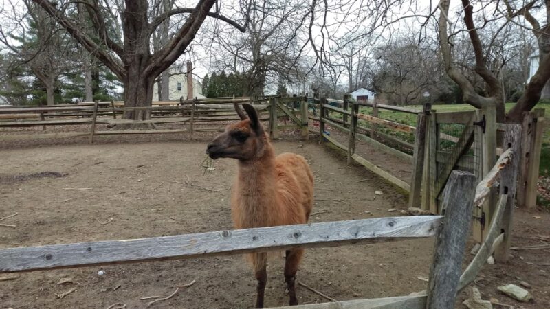 Long Lost Duck Pond - Glenside, PA