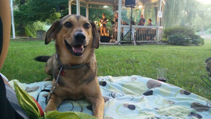 Long Lost Duck Pond - Glenside, PA