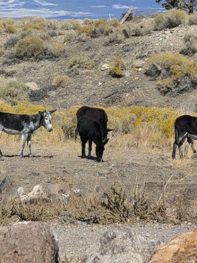 Goldfield dog park - Goldfield, NV