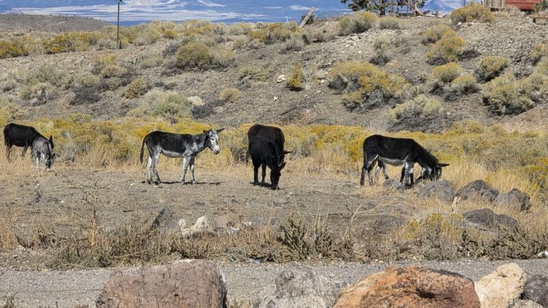Goldfield dog park - Goldfield, NV