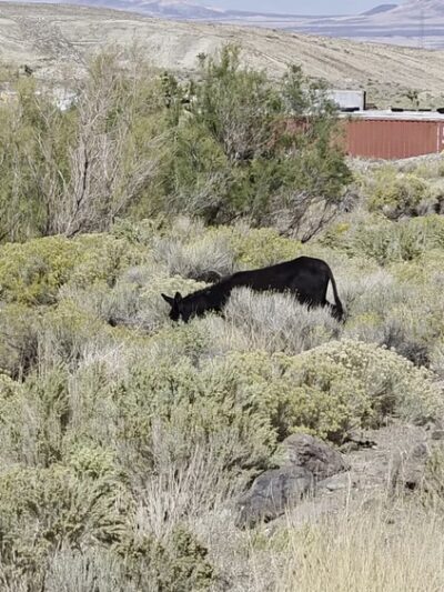 Goldfield dog park - Goldfield, NV