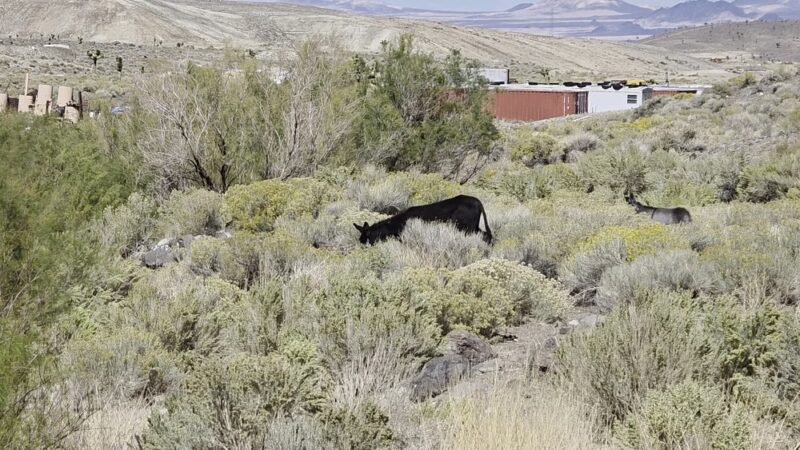 Goldfield dog park - Goldfield, NV