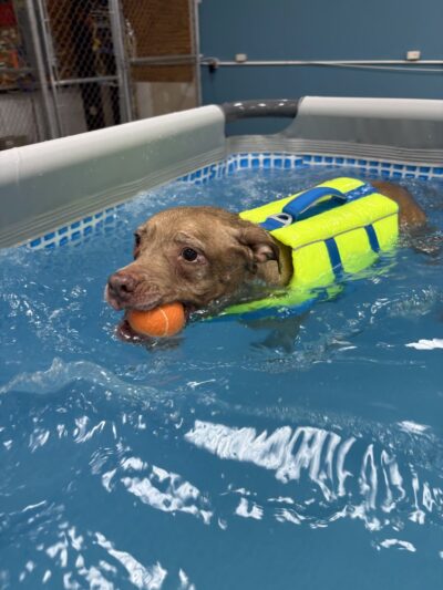 The Bark Park - Doggie Daycare • Boarding • Grooming - Goose Creek, SC