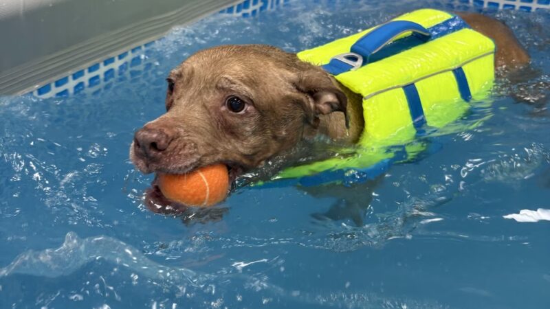 The Bark Park - Doggie Daycare • Boarding • Grooming - Goose Creek, SC