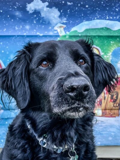 The Bark Park - Doggie Daycare • Boarding • Grooming - Goose Creek, SC