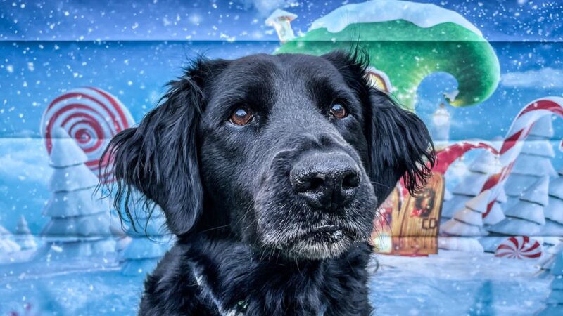 The Bark Park - Doggie Daycare • Boarding • Grooming - Goose Creek, SC