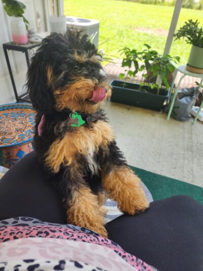 The Bark Park - Doggie Daycare • Boarding • Grooming - Goose Creek, SC