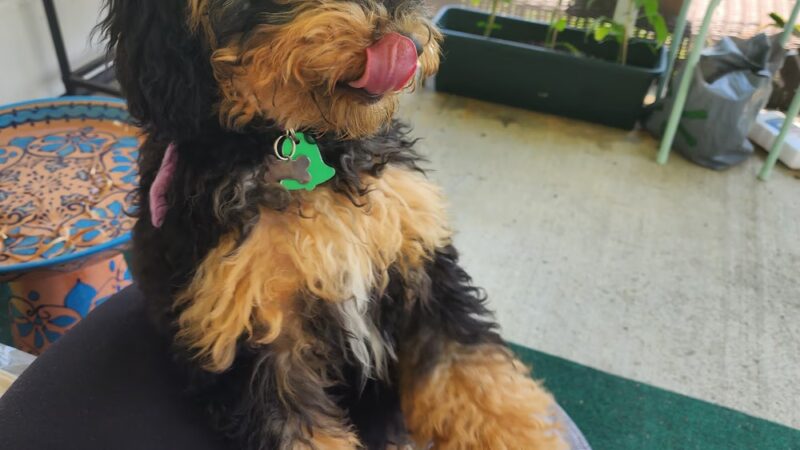 The Bark Park - Doggie Daycare • Boarding • Grooming - Goose Creek, SC