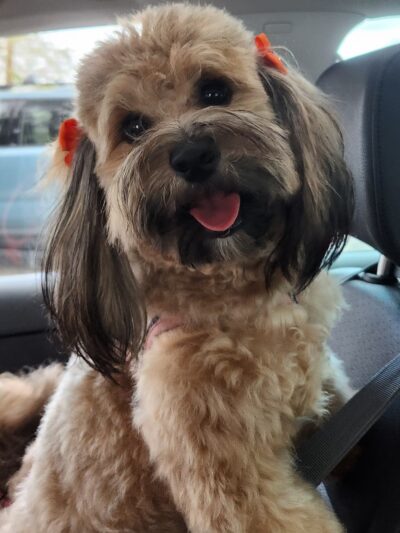The Bark Park - Doggie Daycare • Boarding • Grooming - Goose Creek, SC