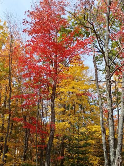 Dolly Copp Picnic Area - Gorham, NH