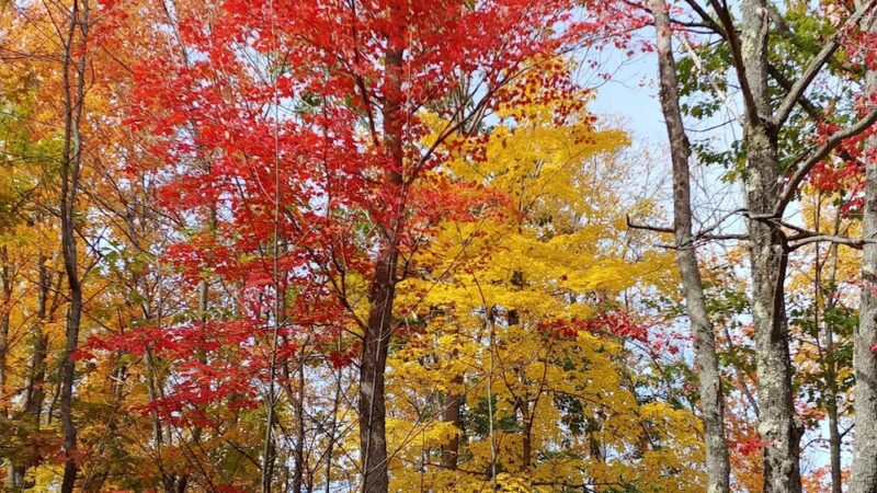 Dolly Copp Picnic Area - Gorham, NH