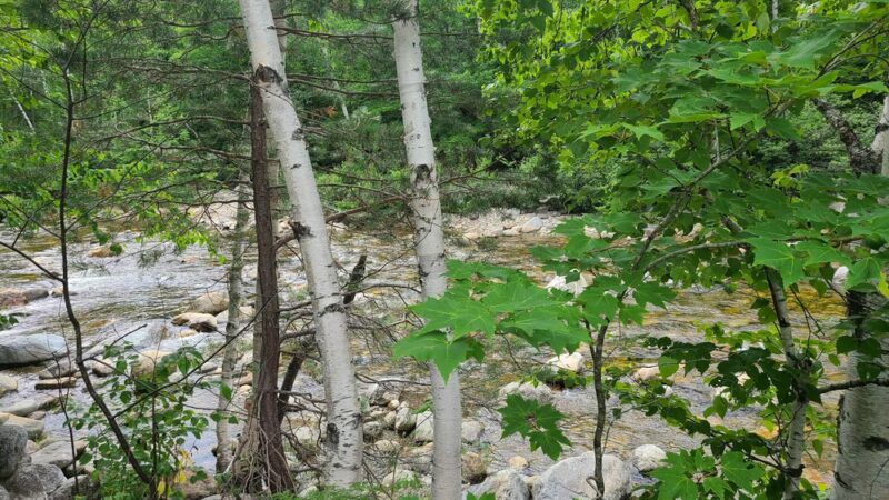 Dolly Copp Picnic Area - Gorham, NH