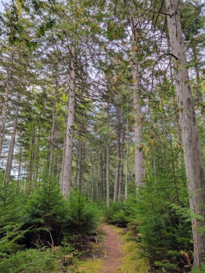 Forbes Pond Preserve - Gouldsboro, ME