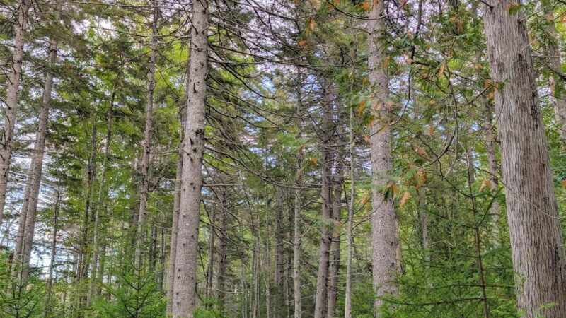 Forbes Pond Preserve - Gouldsboro, ME