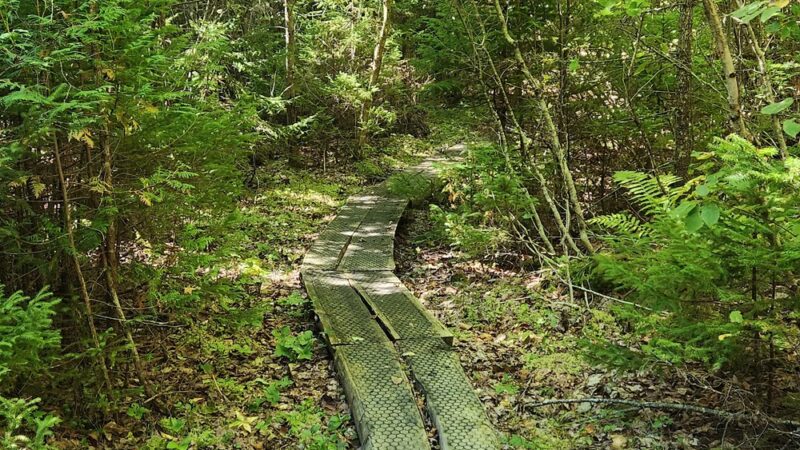 Forbes Pond Preserve - Gouldsboro, ME