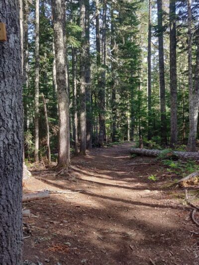Barlow Pass Trailhead and Sno Park - Government Camp, OR