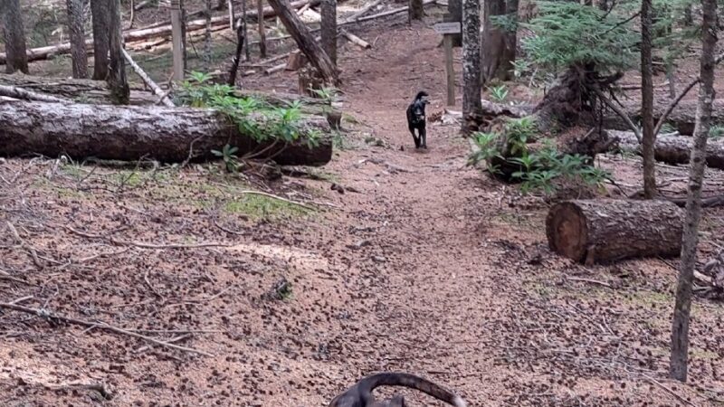 Frog Lake Sno-Park/Trailhead - Government Camp, OR