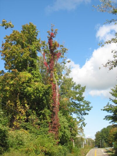 Saint John Park - Gowanda, NY