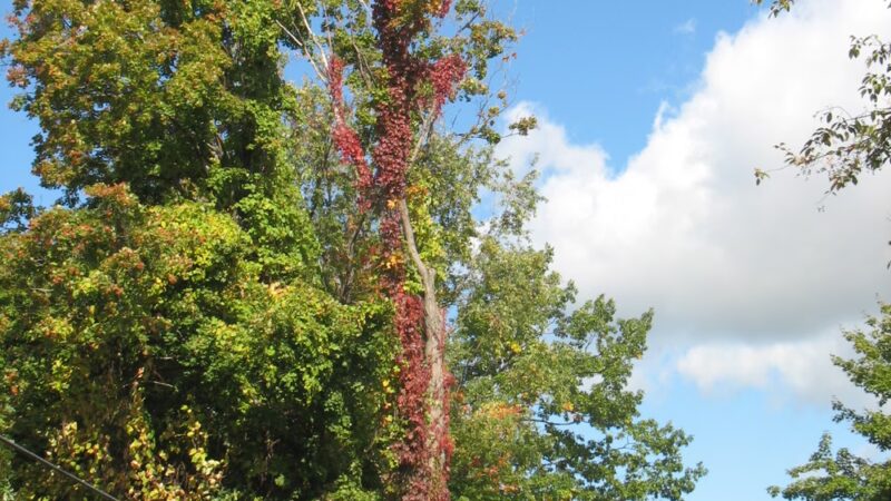 Saint John Park - Gowanda, NY