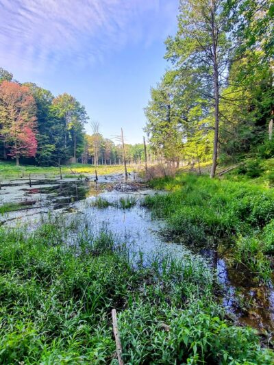 Zoar Valley Multiple Use Area - Gowanda, NY