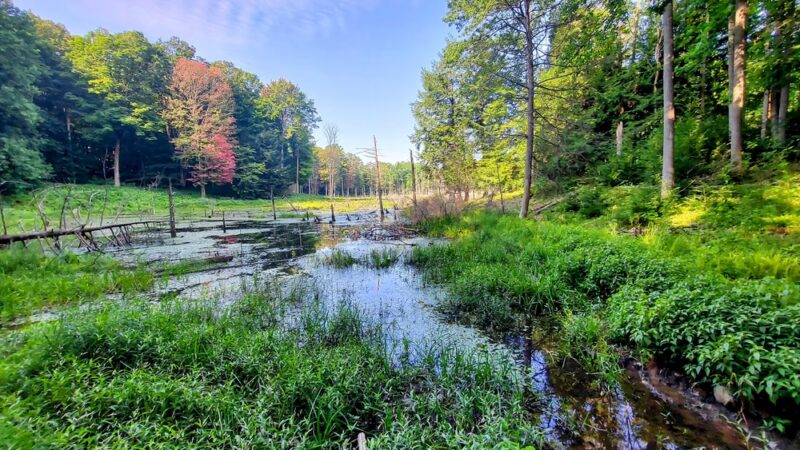 Zoar Valley Multiple Use Area - Gowanda, NY