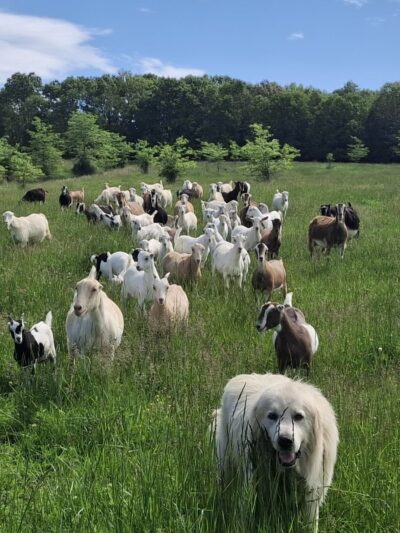 Graff Veterinarian Clinic - Graff, MO