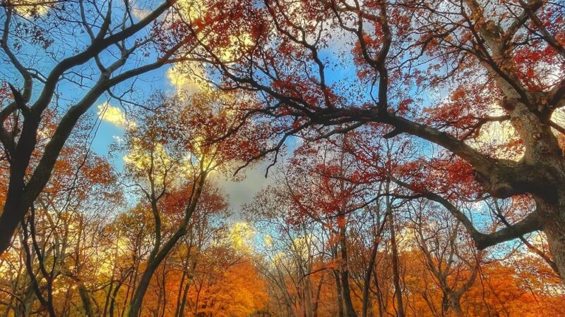 Pere Marquette State Park - Grafton, IL
