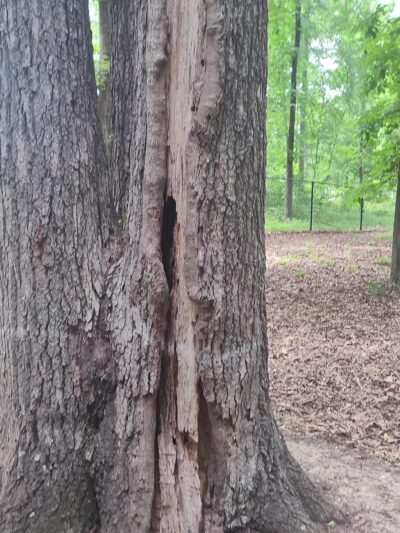 Bill Cooke Park - Graham, NC