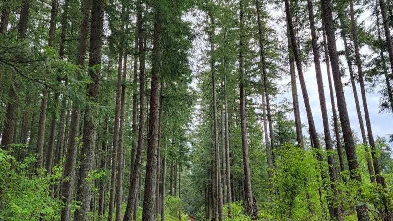 Frontier Park - Graham, WA