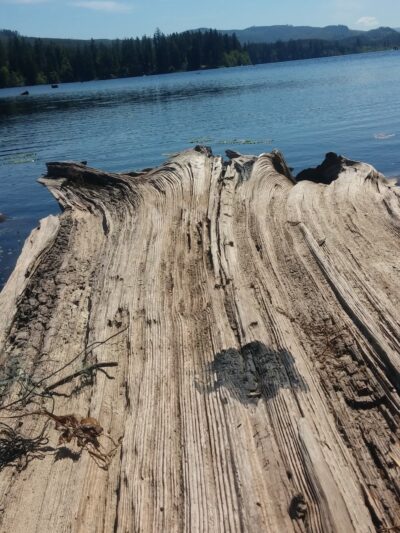 Kapowsin Lake Walking Trails Park - Graham, WA