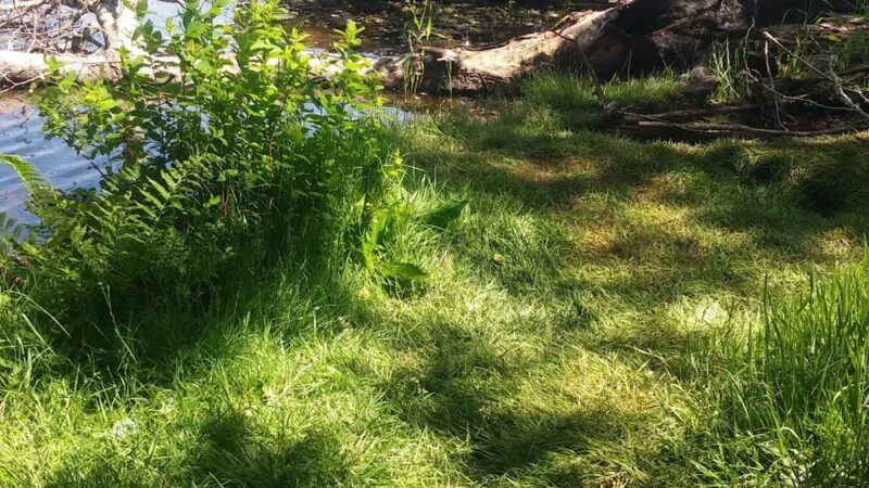 Kapowsin Lake Walking Trails Park - Graham, WA