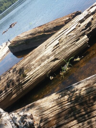 Kapowsin Lake Walking Trails Park - Graham, WA