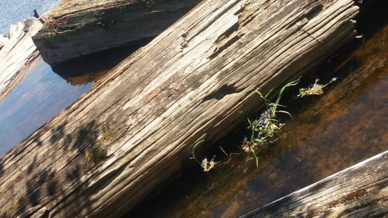 Kapowsin Lake Walking Trails Park - Graham, WA