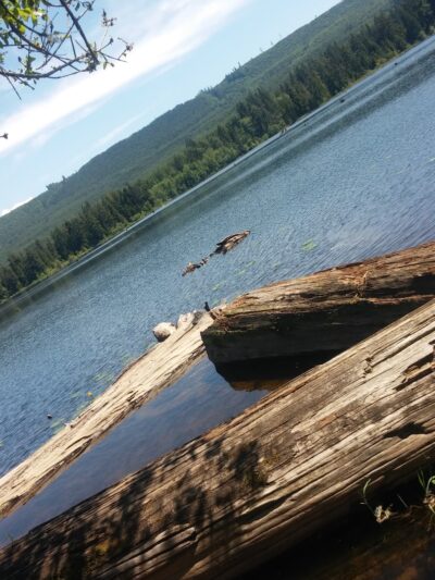 Kapowsin Lake Walking Trails Park - Graham, WA