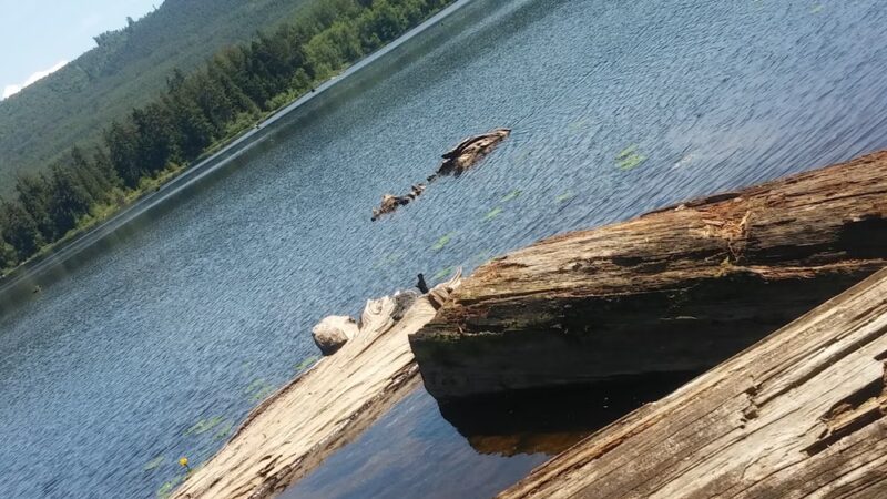 Kapowsin Lake Walking Trails Park - Graham, WA