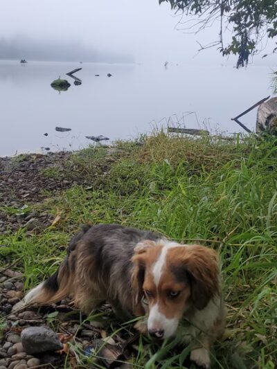 Kapowsin Lake Walking Trails Parking - Graham, WA