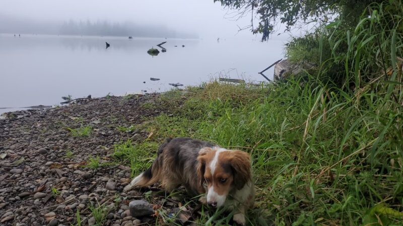 Kapowsin Lake Walking Trails Parking - Graham, WA