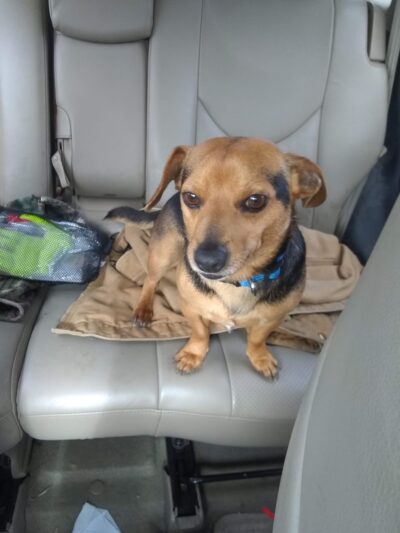 De Soto Parish Animal Control - Grand Cane, LA