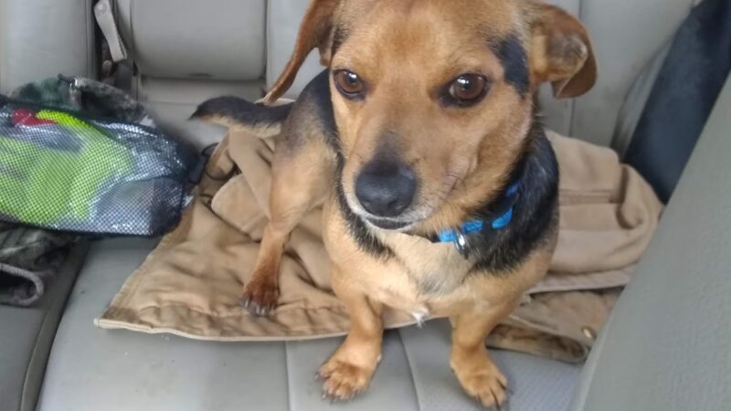 De Soto Parish Animal Control - Grand Cane, LA