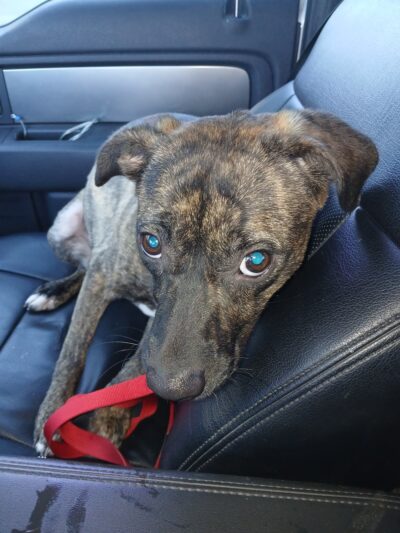 De Soto Parish Animal Control - Grand Cane, LA