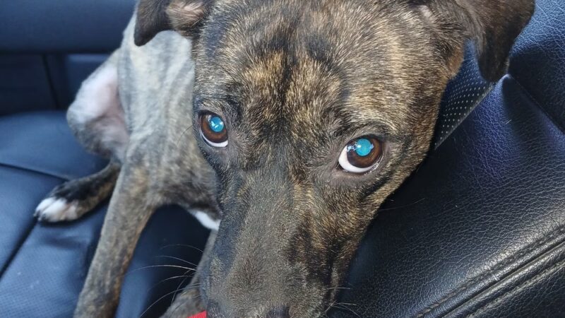 De Soto Parish Animal Control - Grand Cane, LA