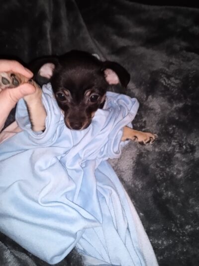De Soto Parish Animal Control - Grand Cane, LA