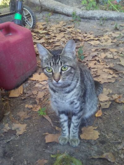 De Soto Parish Animal Control - Grand Cane, LA
