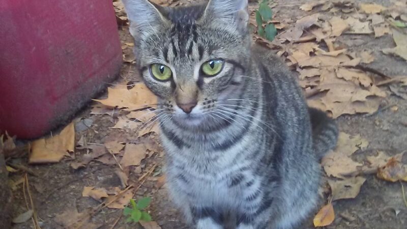 De Soto Parish Animal Control - Grand Cane, LA