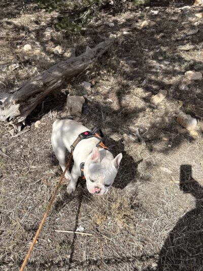 Grand Canyon Kennel - Grand Canyon Village, AZ
