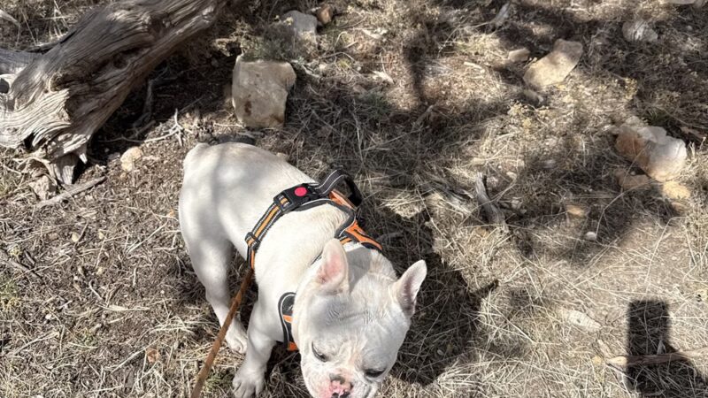 Grand Canyon Kennel - Grand Canyon Village, AZ