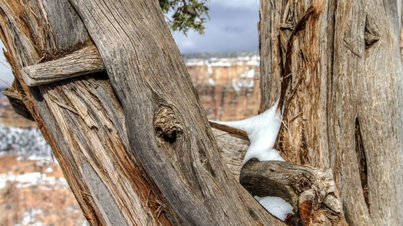 Grand Canyon Kennel - Grand Canyon Village, AZ