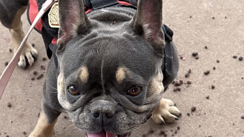 Grand Canyon Kennel - Grand Canyon Village, AZ