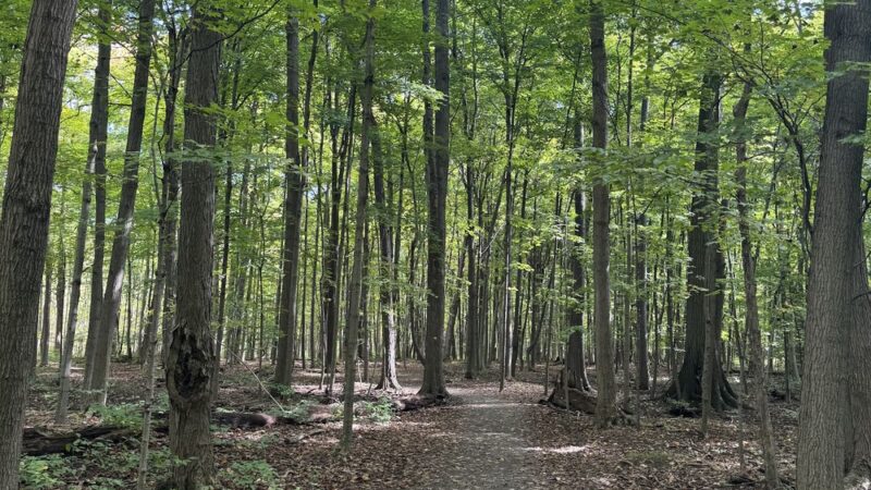 Scenic Woods Park - Grand Island, NY