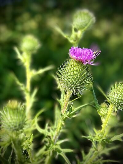 Scenic Woods Park - Grand Island, NY